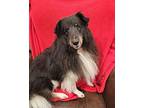 Rhett, Sheltie, Shetland Sheepdog For Adoption In Virginia Beach, Virginia