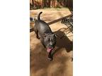 Gotti, Staffordshire Bull Terrier For Adoption In Cusseta, Alabama