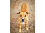 Matthew, American Staffordshire Terrier For Adoption In Anza, California