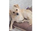 Coco, Terrier (unknown Type, Small) For Adoption In Tucson, Arizona