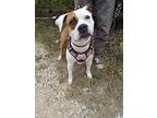Julia, American Staffordshire Terrier For Adoption In Helotes, Texas