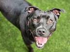Adopt BEYONCE a Pit Bull Terrier