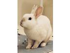 Adopt Jeeves a White Rex rabbit in Naples, FL (38241309)