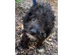 Adopt SE Outlet a Black - with White Miniature Poodle / Cavalier King Charles