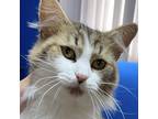 Adopt Ember a White (Mostly) Domestic Longhair / Mixed cat in Palatine