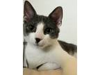 Adopt Dean a White (Mostly) Domestic Shorthair / Mixed cat in Palatine