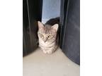 Adopt Fred a Domestic Shorthair / Mixed (short coat) cat in Richland Hills
