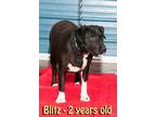 Adopt Blitz (Blitzie) a Labrador Retriever / Mixed dog in Washburn