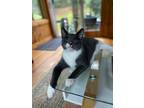 Adopt Horton (BONDED PAIR) a Gray or Blue (Mostly) Domestic Shorthair / Mixed
