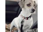 Adopt Cherry a Tan/Yellow/Fawn - with White Jack Russell Terrier / Jack Russell