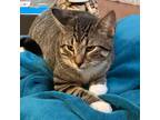 Adopt Mittens a Brown Tabby Domestic Shorthair cat in Richardson, TX (38389551)