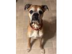 Adopt Duncan a Red/Golden/Orange/Chestnut Boxer / Mixed dog in Toronto