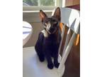 Adopt Deckster a All Black Domestic Shorthair / Mixed cat in Youngsville