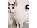 Adopt Tzatziki 414 - 17 a Domestic Shorthair (short coat) cat in Mead