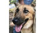 Adopt Miel-1 CP a Tan/Yellow/Fawn Shepherd (Unknown Type) / Collie dog in