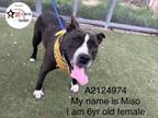 Adopt MISO a Pit Bull Terrier
