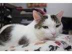 Adopt Greer a White Domestic Shorthair / Domestic Shorthair / Mixed cat in