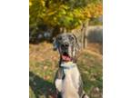 Adopt Apollo a Gray/Silver/Salt & Pepper - with White Great Dane / Mixed dog in