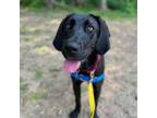 Adopt Wednesday a Black Labrador Retriever / Mixed dog in Arlington