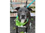 Adopt Roscoe a Black Mixed Breed (Large) / Labrador Retriever / Mixed dog in