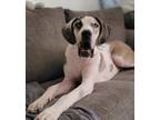 Adopt Clause a Brown/Chocolate - with White Great Dane / Mixed dog in Sedalia