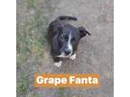 Adopt Grape Fanta a Black Border Collie / Pit Bull Terrier / Mixed dog in