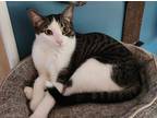 Adopt Mimi a Domestic Shorthair / Mixed cat in Ferndale, MI (38218706)