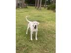 Adopt Shiro a White Dogo Argentino / Mixed dog in Saint Cloud, FL (38419791)