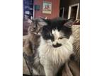 Adopt Oreo a Black & White or Tuxedo Domestic Longhair / Mixed (long coat) cat