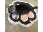 Adopt Pizza a Gray or Blue Domestic Shorthair / Mixed cat in Greenfield