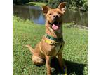 Adopt Missy a Mixed Breed (Medium) / Mixed dog in Greensboro, NC (38396096)