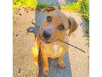 Adopt Dimitri - grey - Pixie -1692 a Tan/Yellow/Fawn American Pit Bull Terrier /