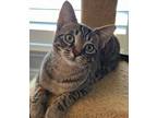 Adopt Monica a Brown Tabby Domestic Shorthair cat in Richardson, TX (38208174)