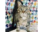 Adopt Riley a Domestic Short Hair