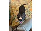 Adopt Peggy Sue CP a Black - with White Pit Bull Terrier / Mixed dog in Beverly
