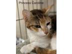 Adopt Princess Caroline - Center a Calico