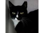 Adopt Texas Pete a All Black Domestic Shorthair / Mixed cat in Wilmington