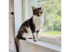 Adopt Veruca Salt a Brown or Chocolate Domestic Shorthair / Mixed cat in