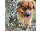 Adopt Mars a Pomeranian / Chow Chow / Mixed dog in Blue Ridge, GA (38348822)