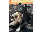 Adopt Morgan a Gray/Silver/Salt & Pepper - with White Pit Bull Terrier / Hound