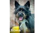 Adopt Kona a Miniature Schnauzer, Terrier
