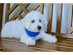 Bichon Frise Puppy for sale in Joplin, MO, USA