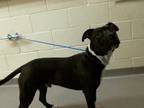 Adopt SPOT a Black - with White American Pit Bull Terrier / Mixed dog in Denver