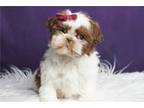 Shih Tzu Puppy for sale in Fort Wayne, IN, USA