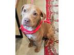 Adopt River a Pit Bull Terrier