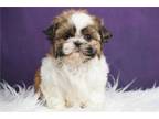 Shih Tzu Puppy for sale in Fort Wayne, IN, USA