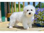 Bichon Frise Puppy for sale in Joplin, MO, USA