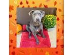 Adopt Tristan a Gray/Silver/Salt & Pepper - with Black Pit Bull Terrier / Mixed