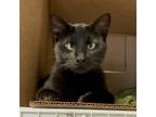 Adopt Ruby Sparkle a All Black Domestic Shorthair / Mixed cat in Grand Junction