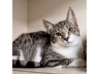 Adopt Dinky a White (Mostly) Domestic Shorthair (short coat) cat in Union Grove